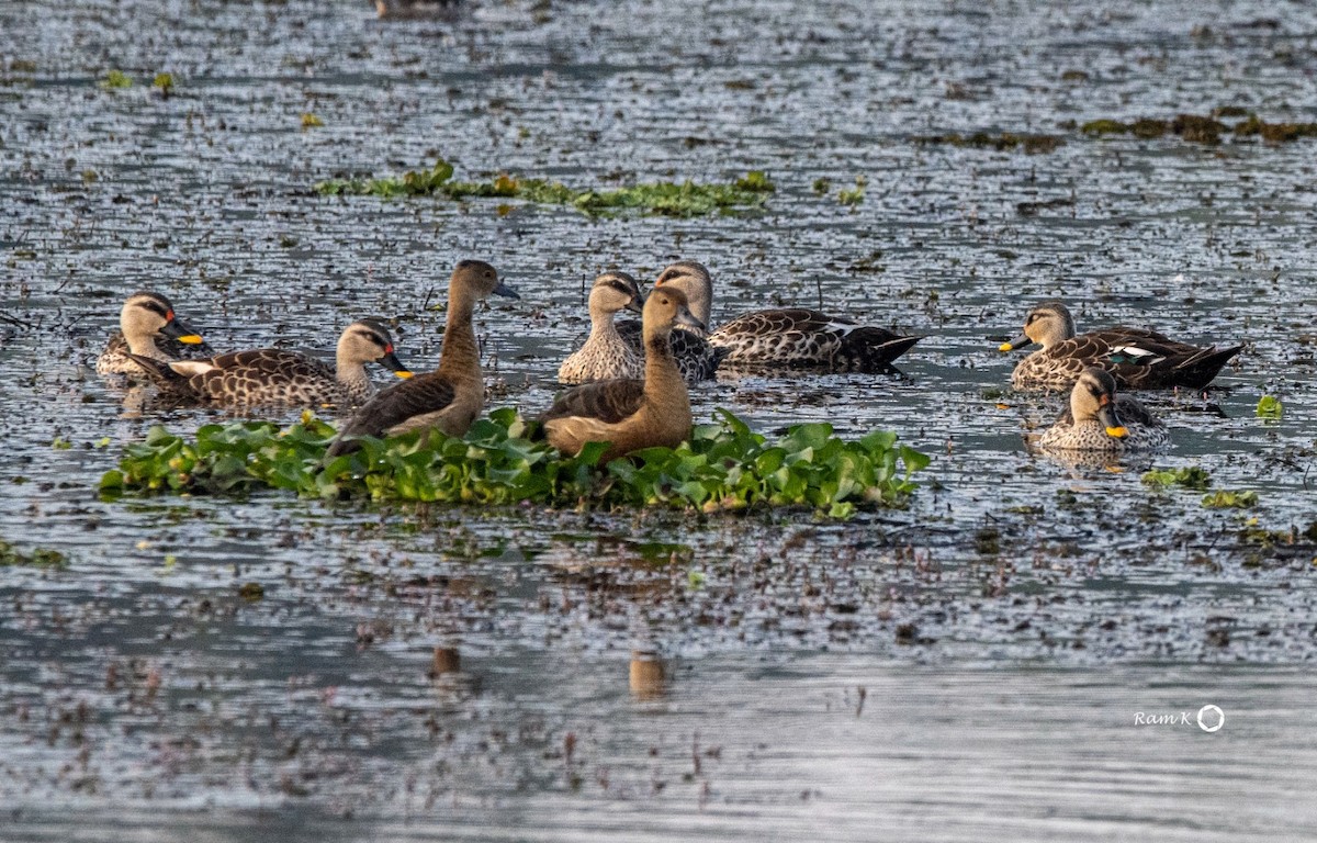 Indian Spot-billed Duck - ML612303529