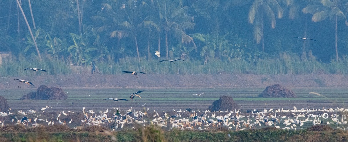 Painted Stork - ML612303548