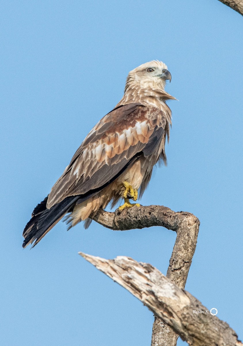 Brahminy Kite - ML612303558