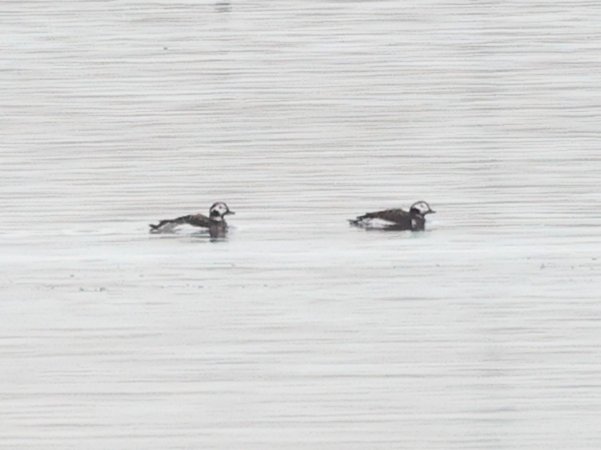 Long-tailed Duck - ML612303604