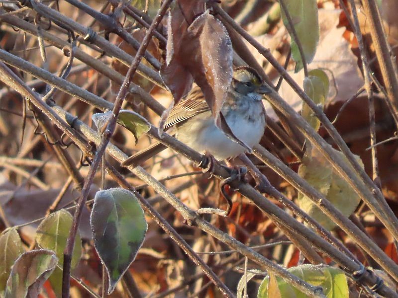 White-throated Sparrow - Tracy The Birder