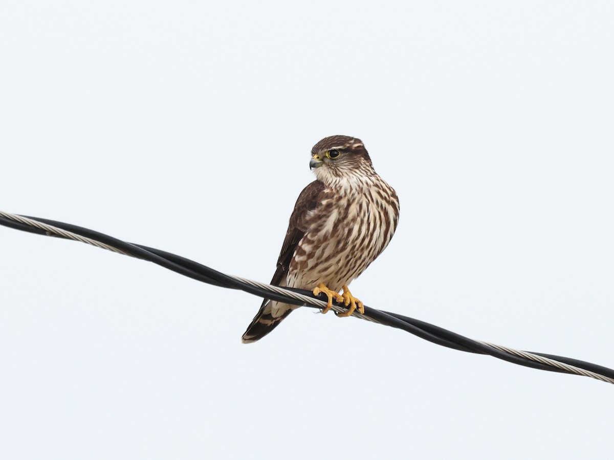 Merlin - ML612303614