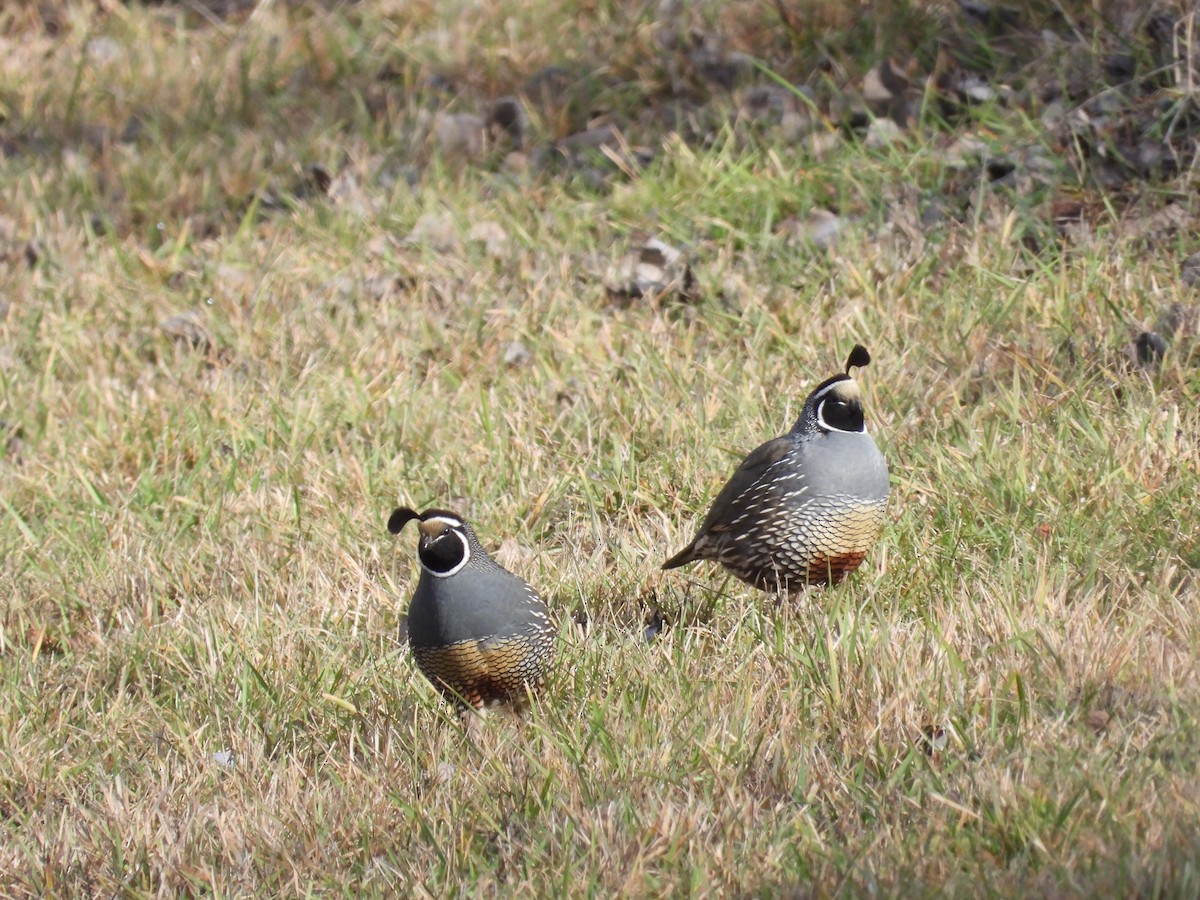 California Quail - ML612303656