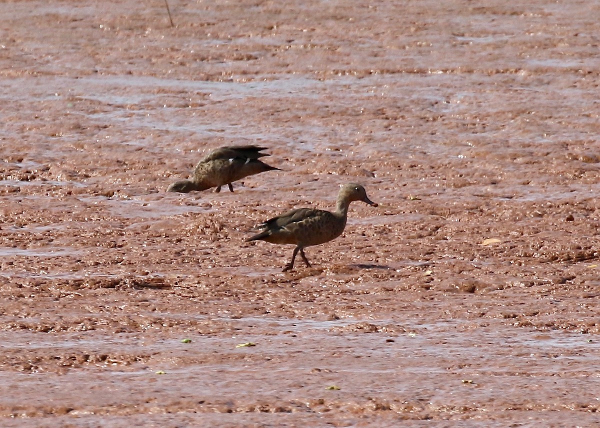 Bernier's Teal - ML612303658