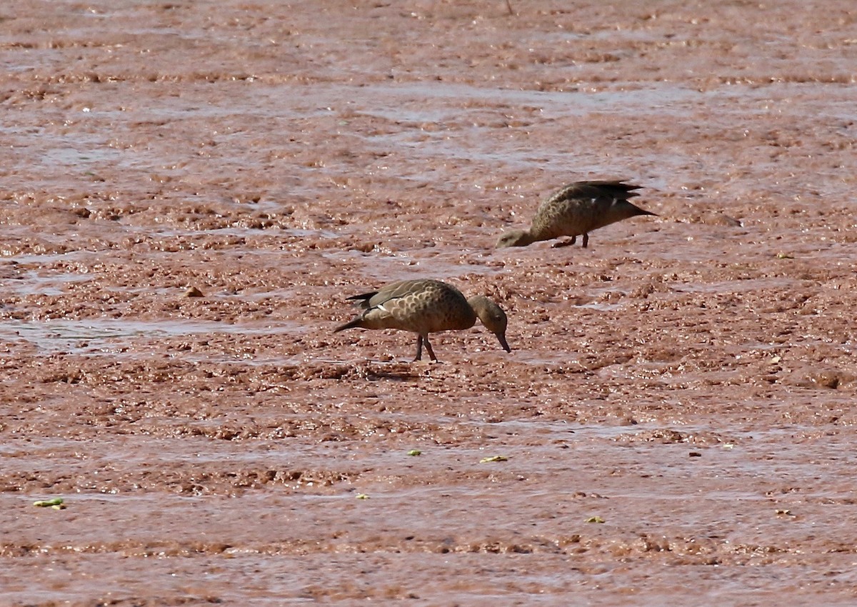 Bernier's Teal - Sandy Vorpahl