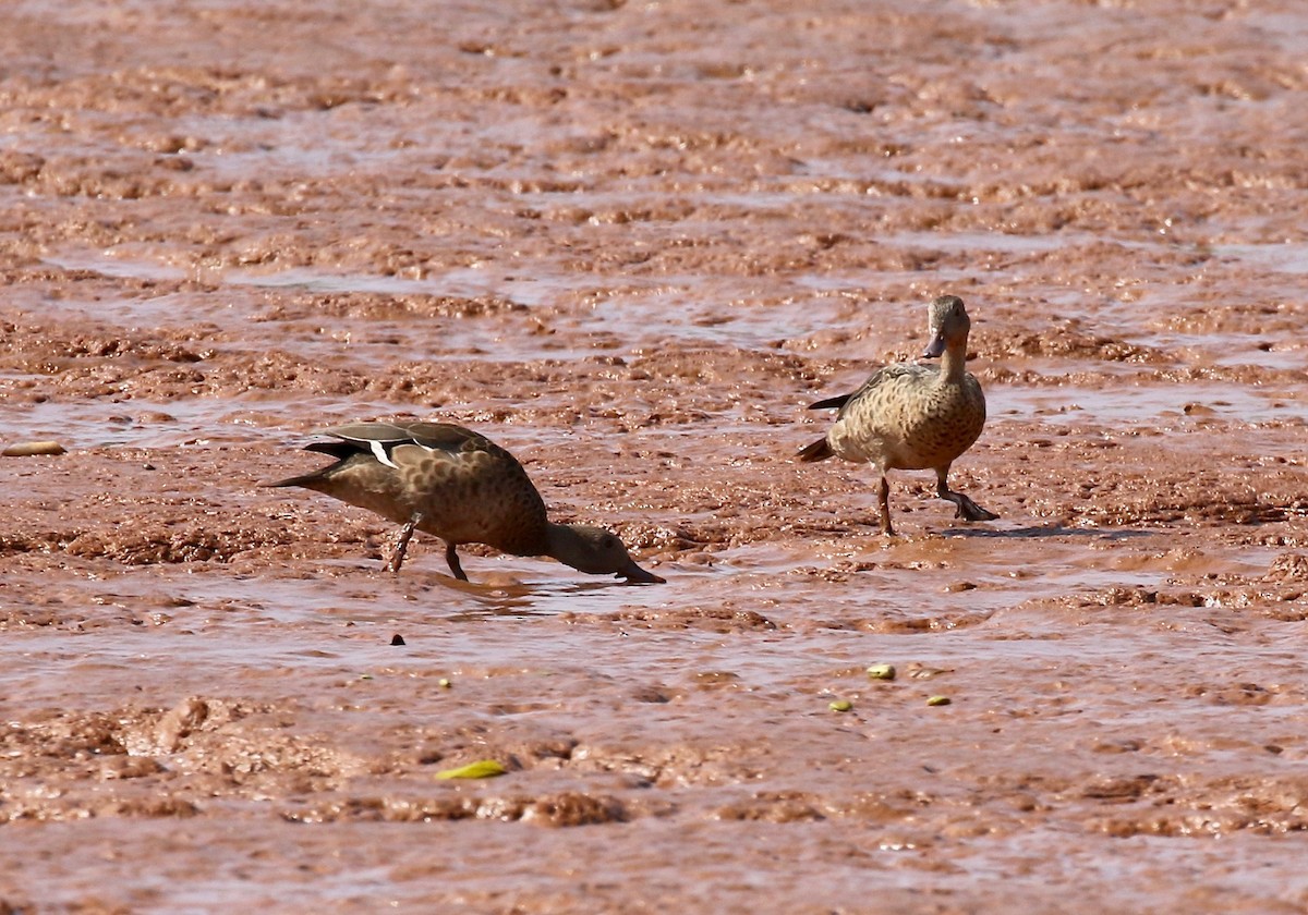 Bernier's Teal - ML612303666