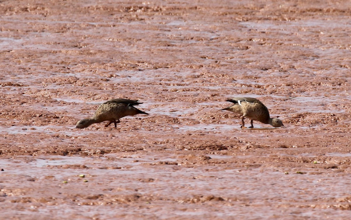 Bernier's Teal - ML612303667