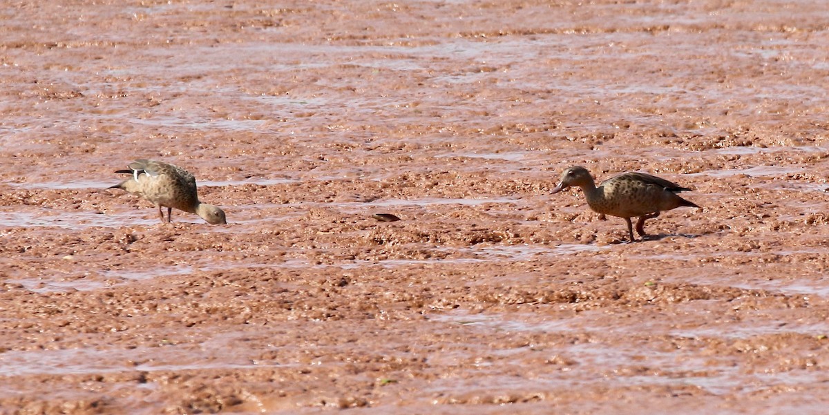 Bernier's Teal - ML612303671