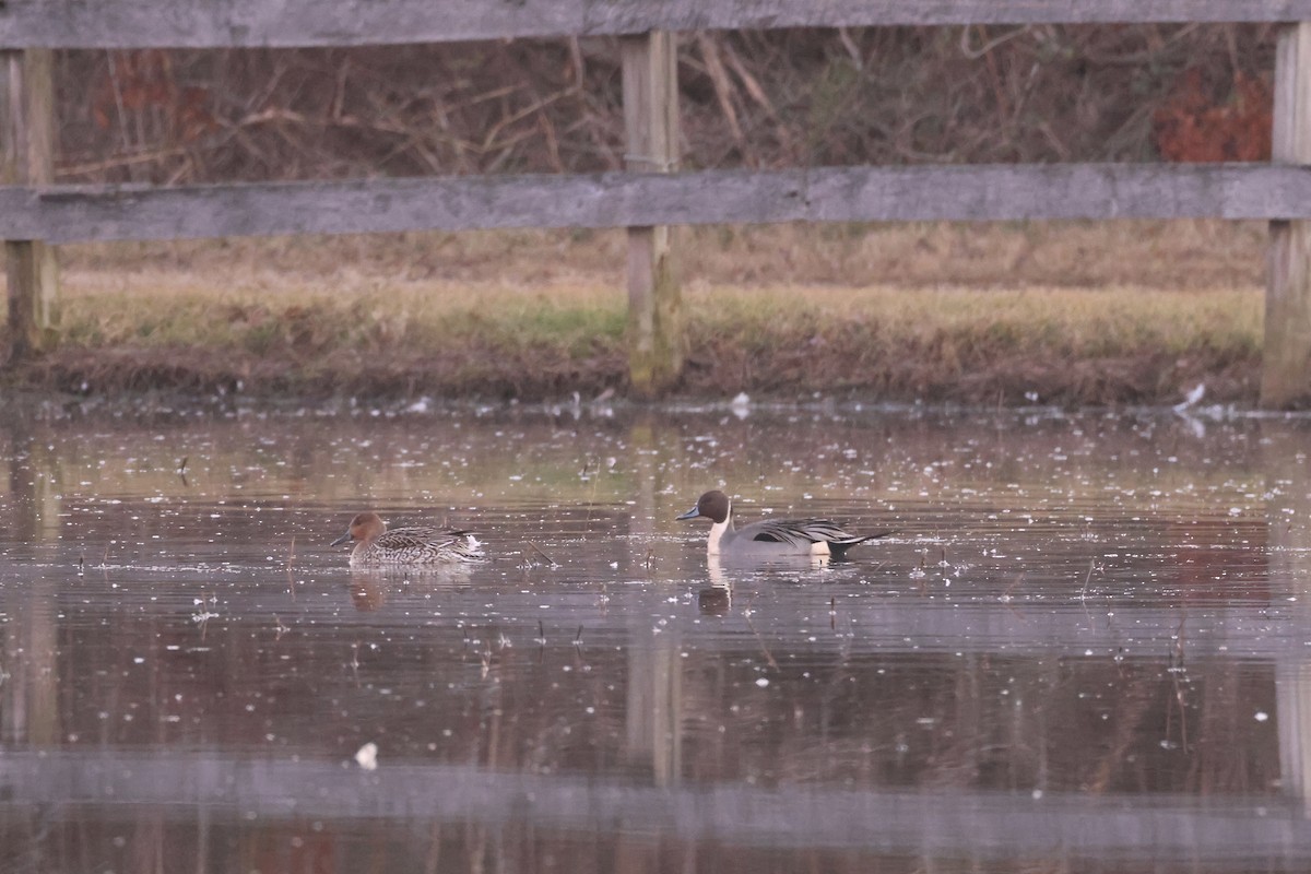 Northern Pintail - ML612303672