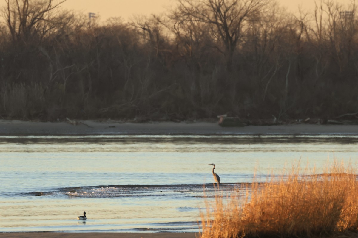 Great Blue Heron (Great Blue) - ML612303680