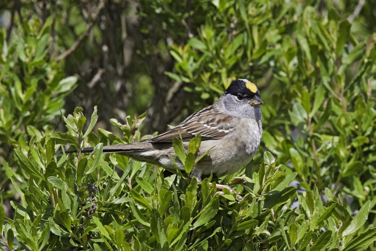 Golden-crowned Sparrow - Rick Bowers