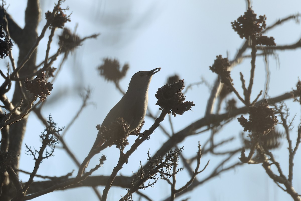 Gray Catbird - ML612303828