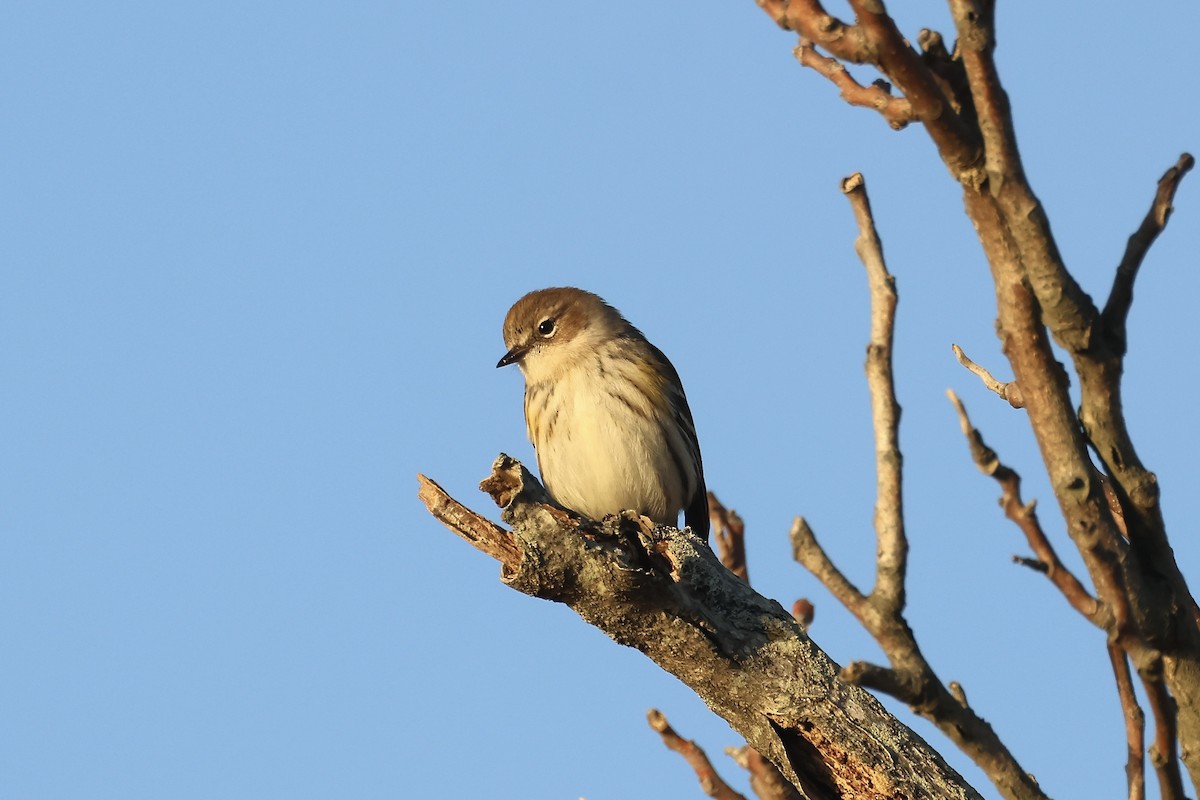 Yellow-rumped Warbler (Myrtle) - ML612303837