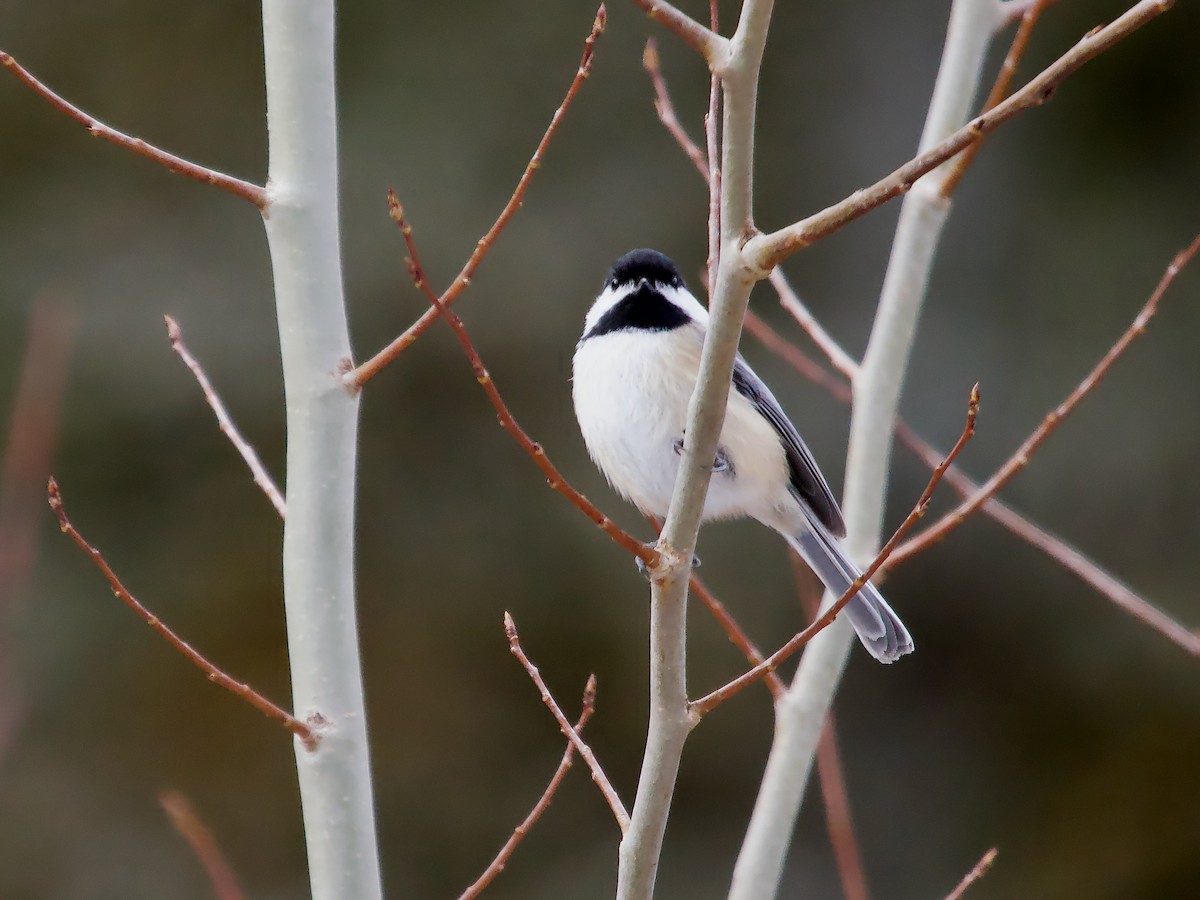 Black-capped Chickadee - ML612303872