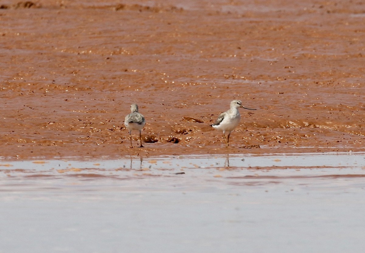 Terek Sandpiper - ML612303912