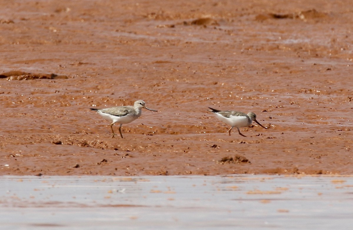 Terek Sandpiper - ML612303913