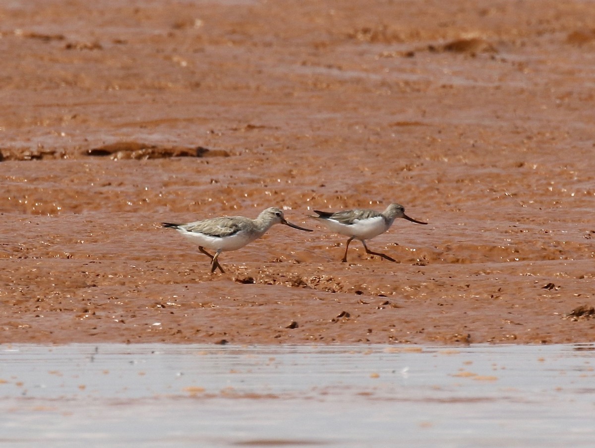 Terek Sandpiper - ML612303914