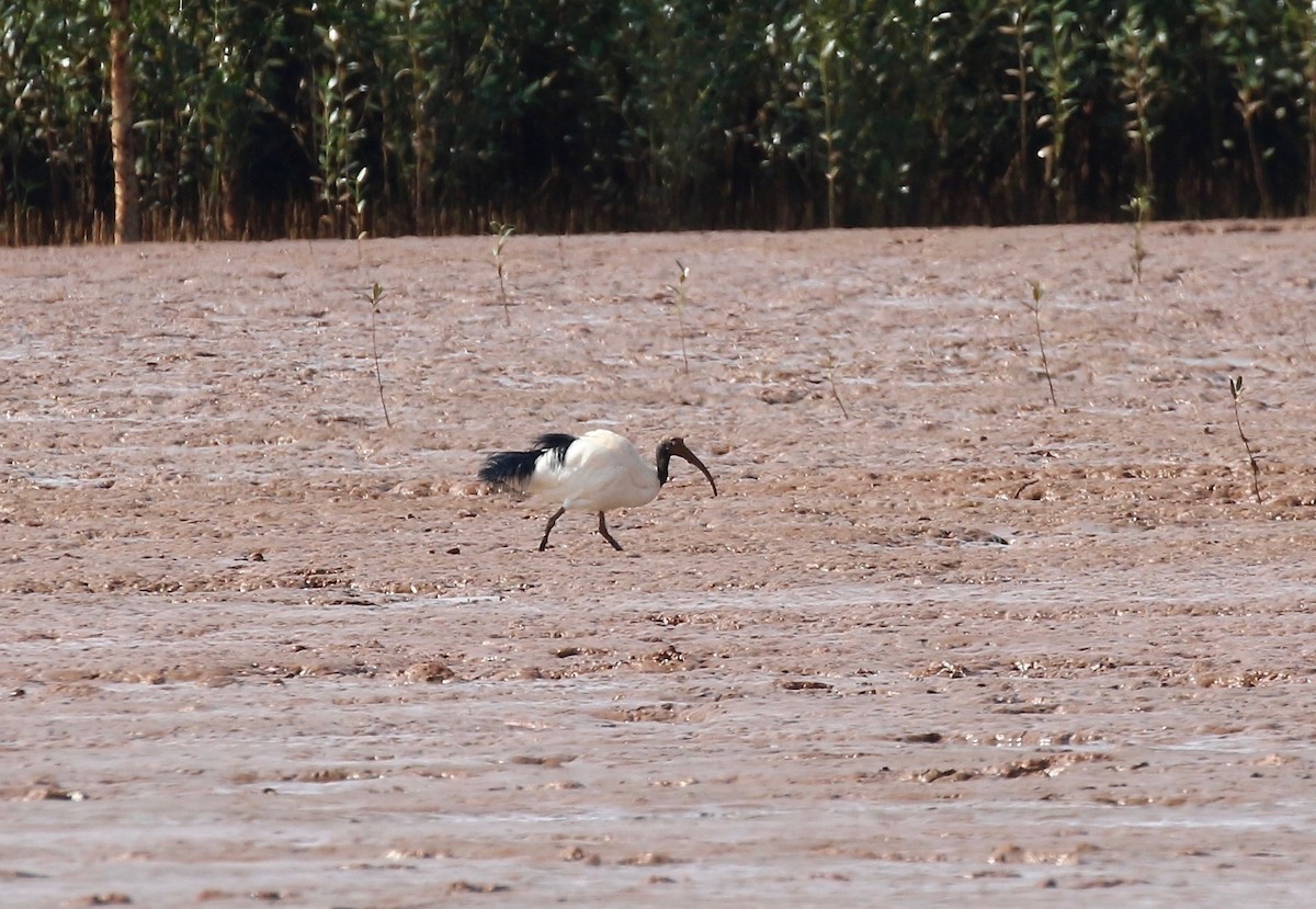 ibis bledooký - ML612303971