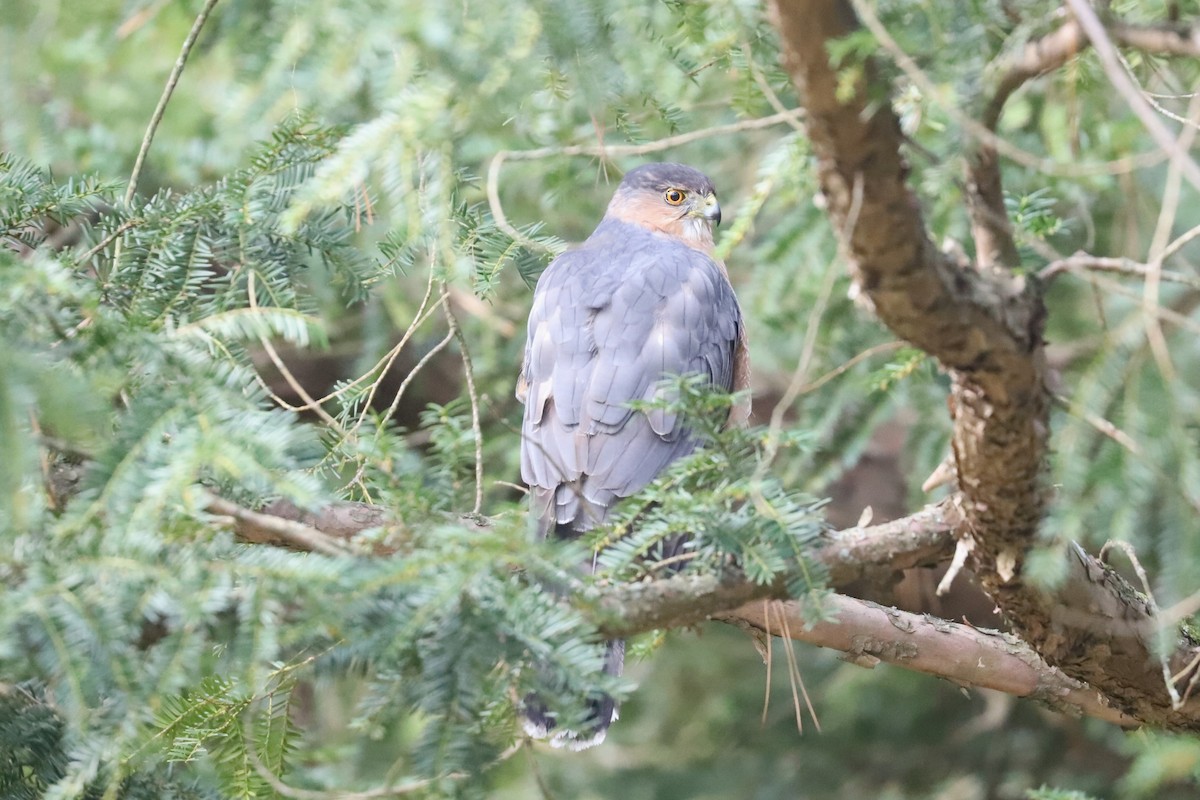 Cooper's Hawk - ML612303973