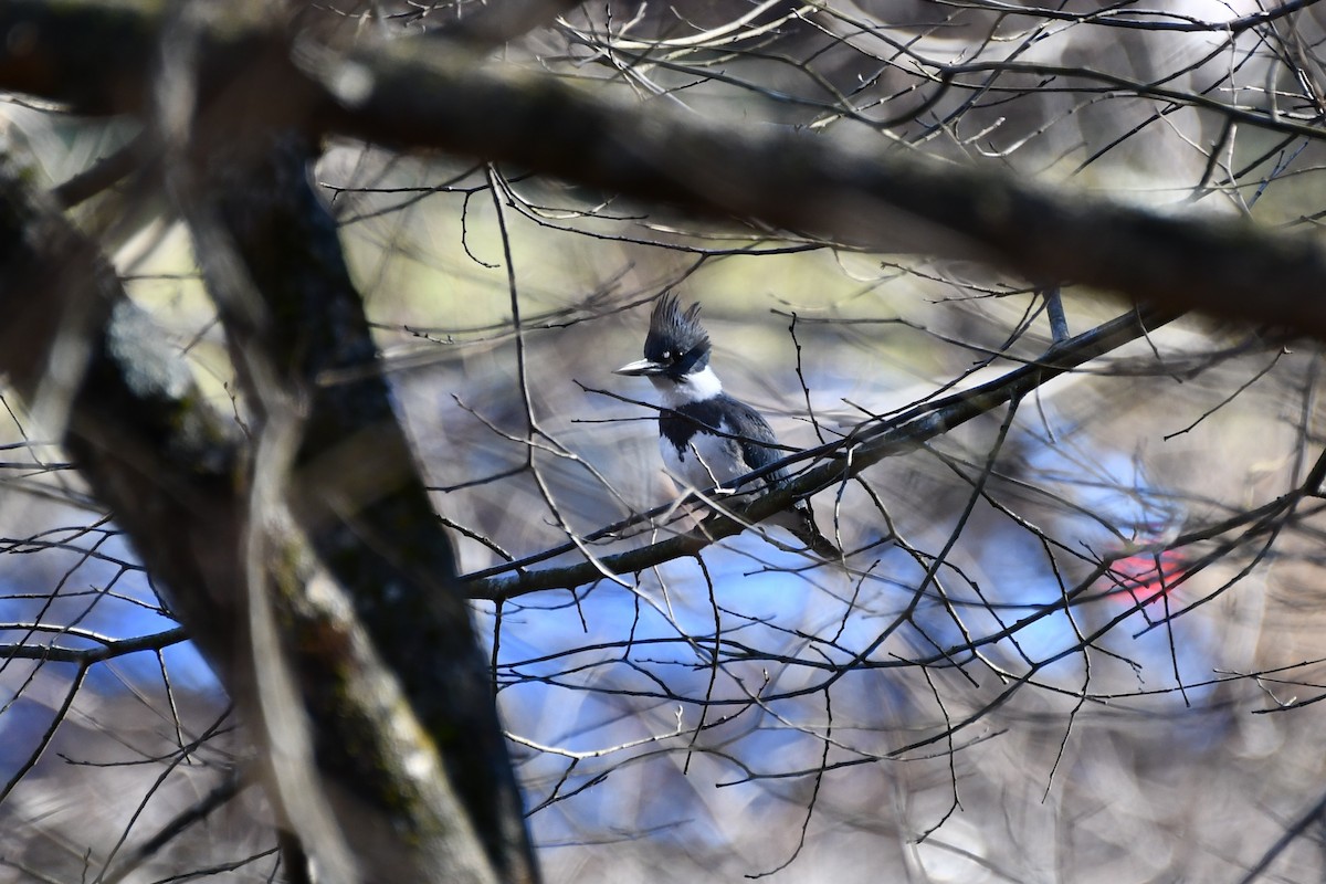 Belted Kingfisher - ML612304012