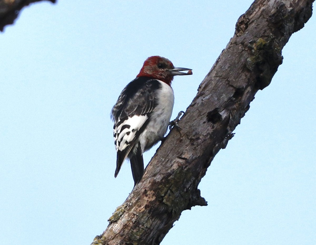 Red-headed Woodpecker - ML612304020