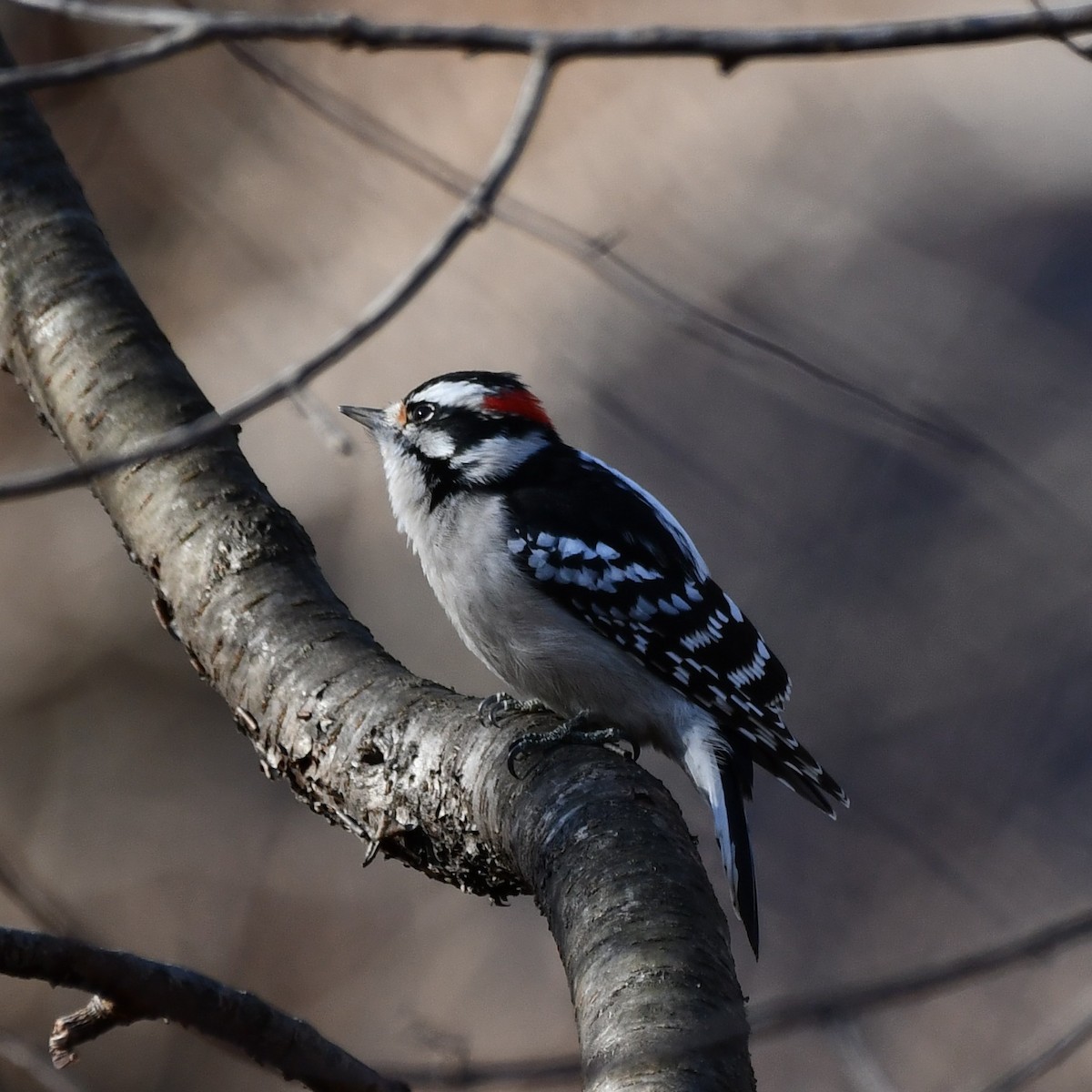 Downy Woodpecker - ML612304035