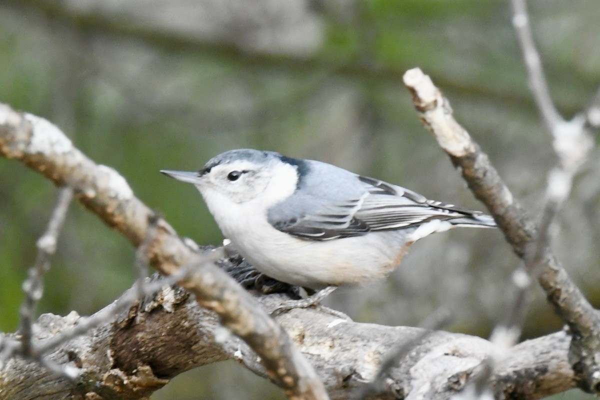 White-breasted Nuthatch - Michael Hatton