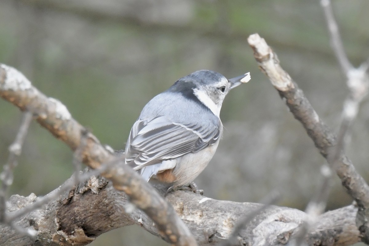 White-breasted Nuthatch - Michael Hatton