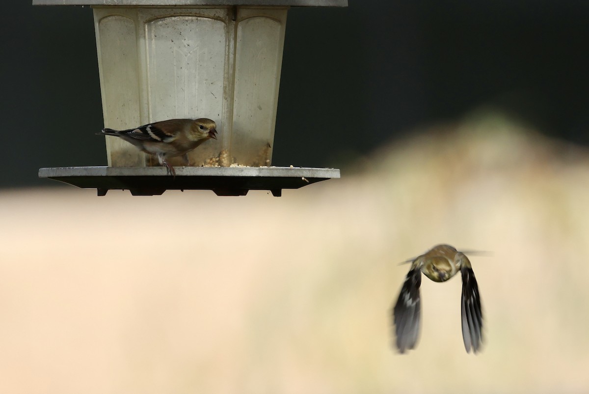 Lesser Goldfinch - ML612304048