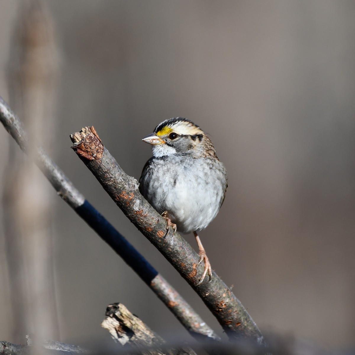 White-throated Sparrow - ML612304051