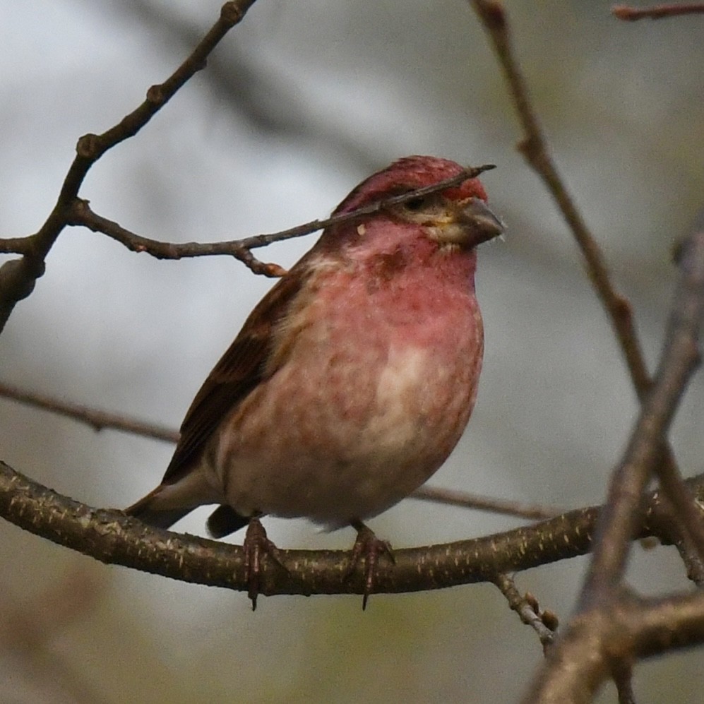 Purple Finch - ML612304053