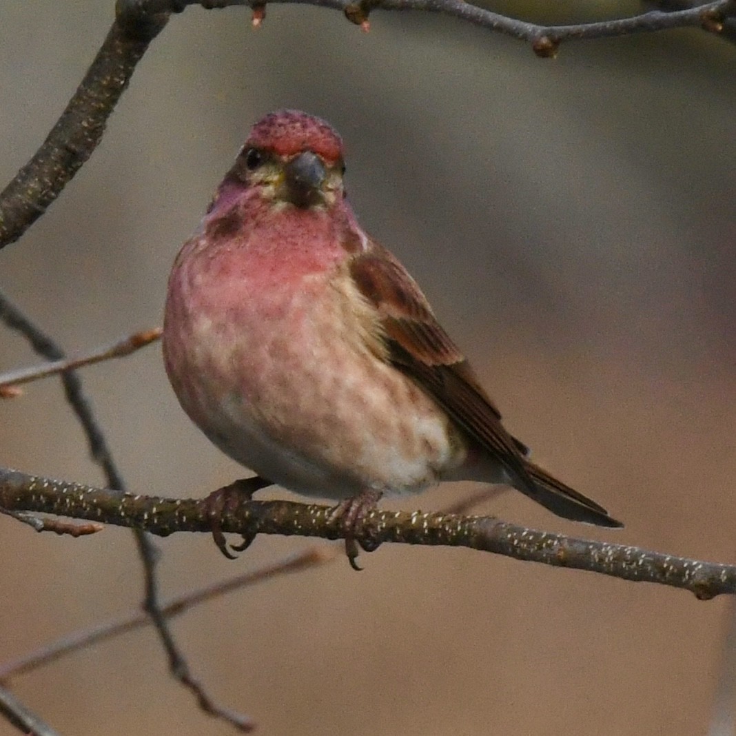 Purple Finch - ML612304054