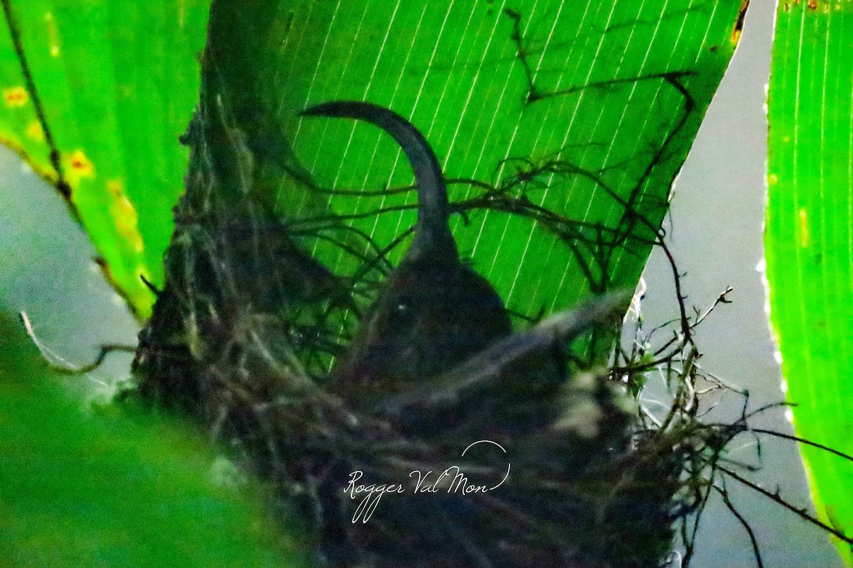 White-tipped Sicklebill - ML612304076