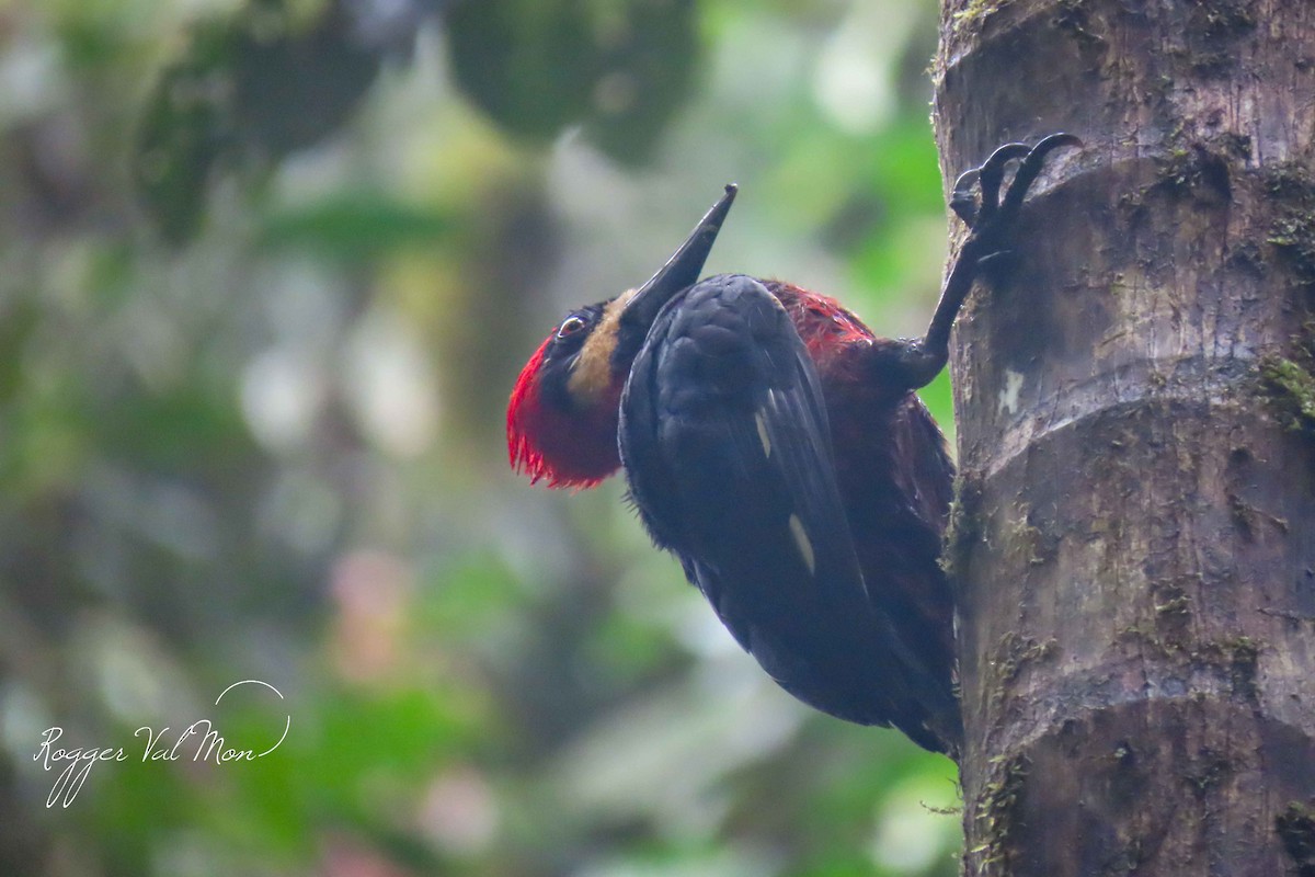 Crimson-bellied Woodpecker - ML612304091