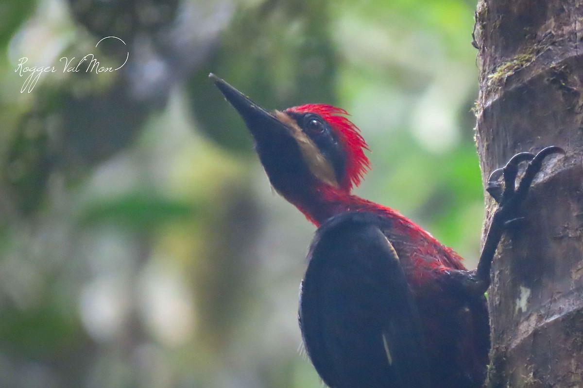 Crimson-bellied Woodpecker - ML612304092