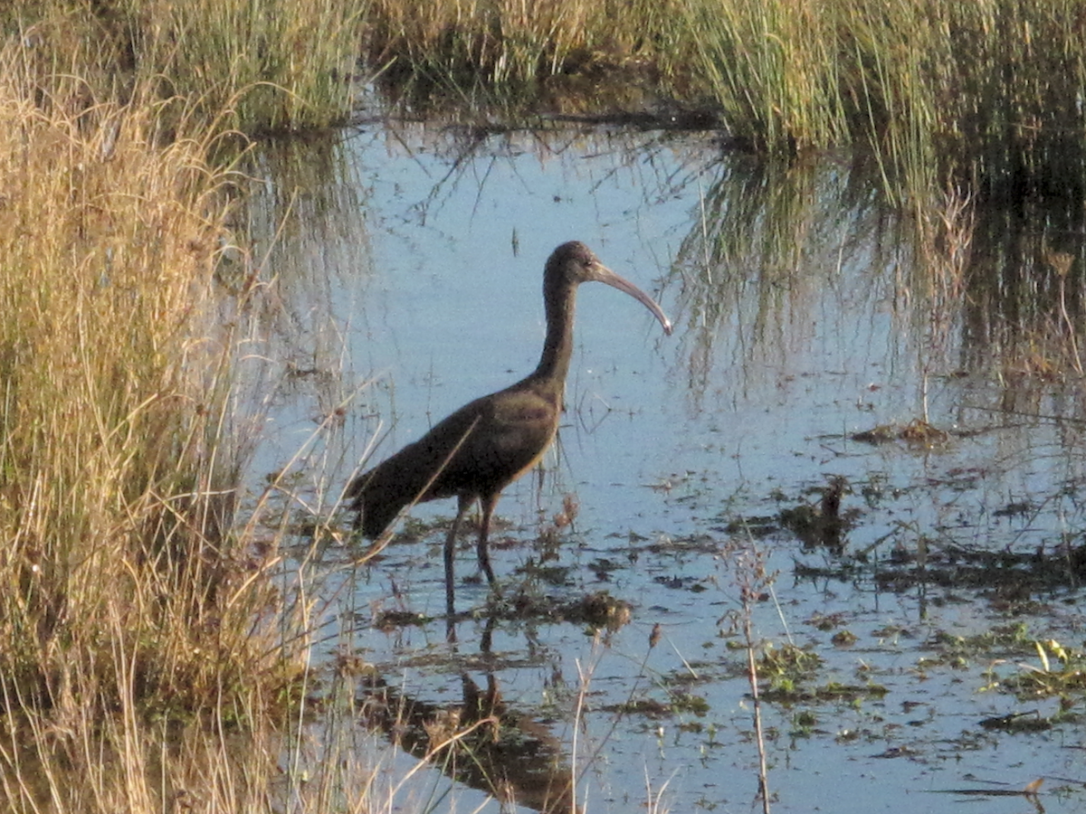 Glossy Ibis - ML612304135