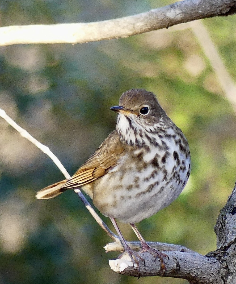 Hermit Thrush - ML612304172