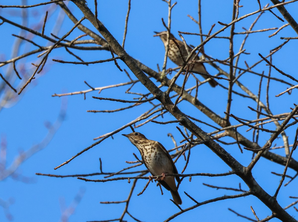 Hermit Thrush (faxoni/crymophilus) - Peter Crosson