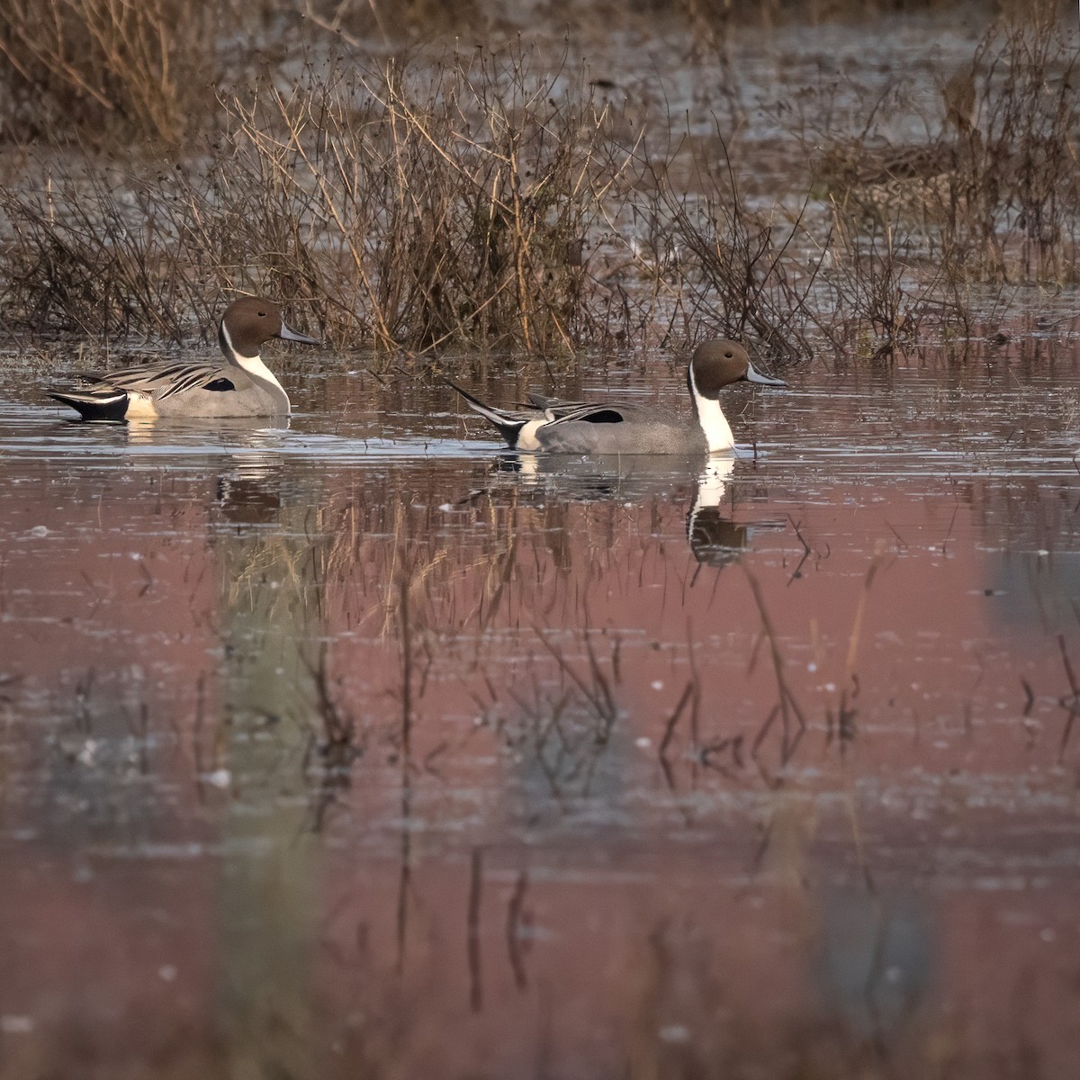 Northern Pintail - John Lewis