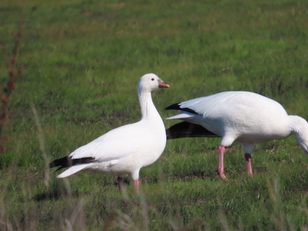 Ross's Goose - ML612304342