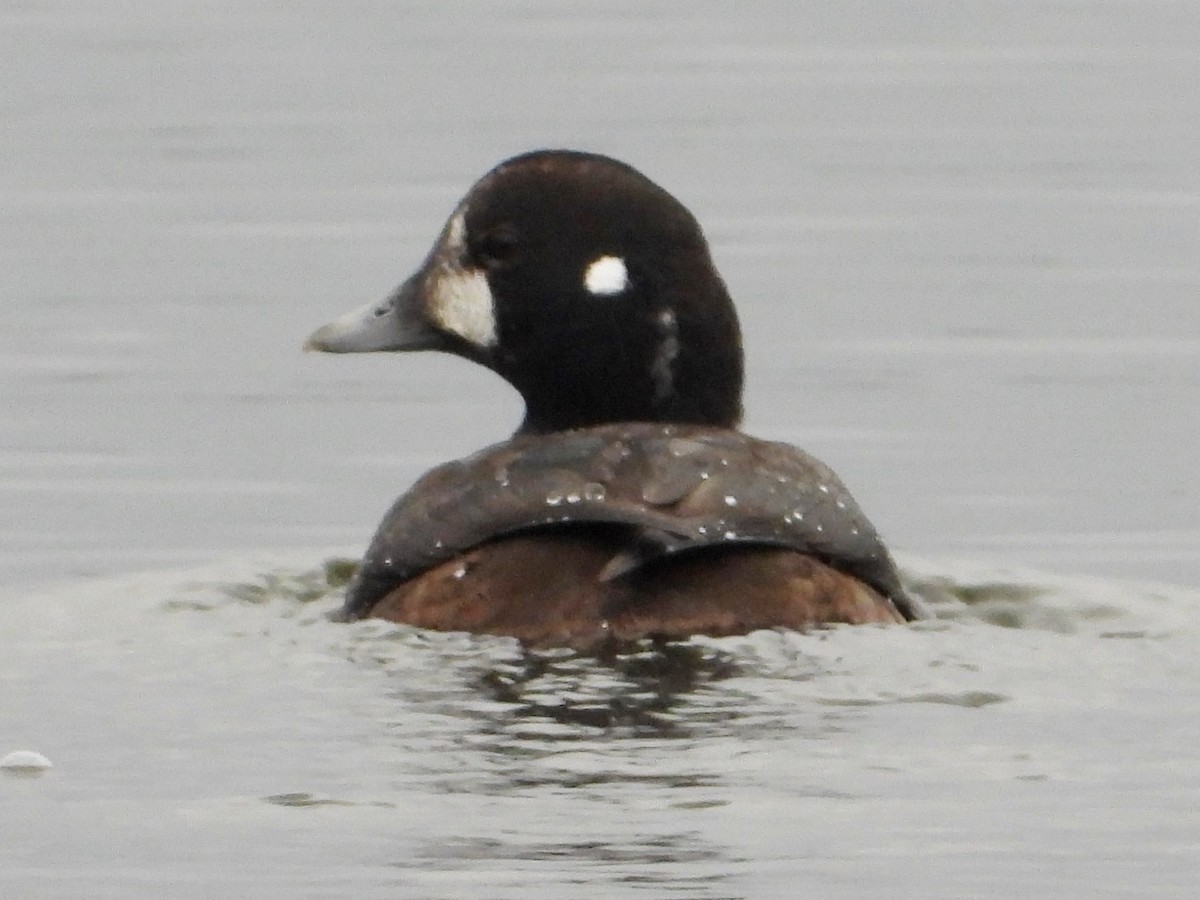 Harlequin Duck - ML612304346