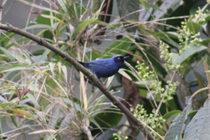 Masked Flowerpiercer - David Weaver