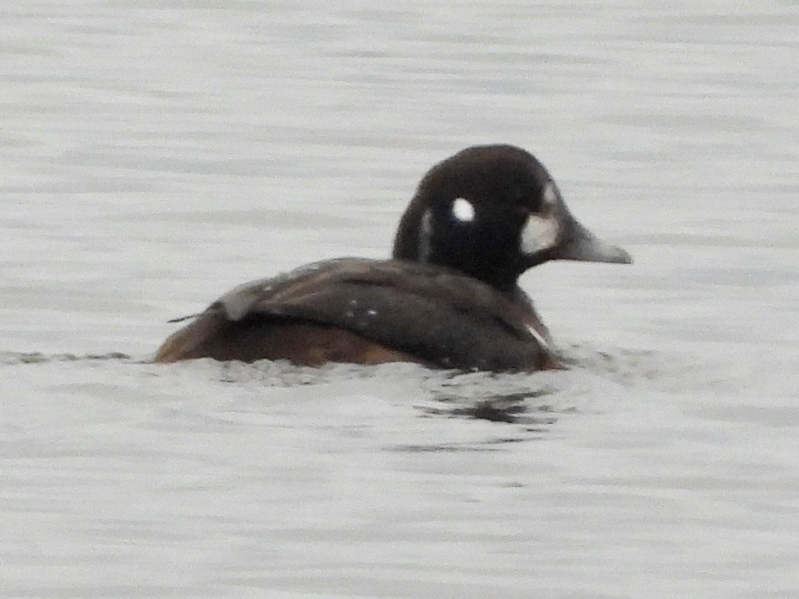 Harlequin Duck - Mary Leigh