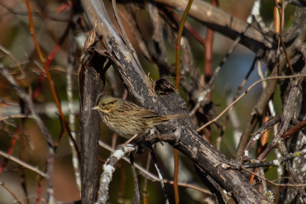 Lincoln's Sparrow - Craig Tumer