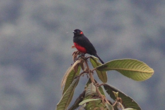 Scarlet-bellied Mountain Tanager - David Weaver