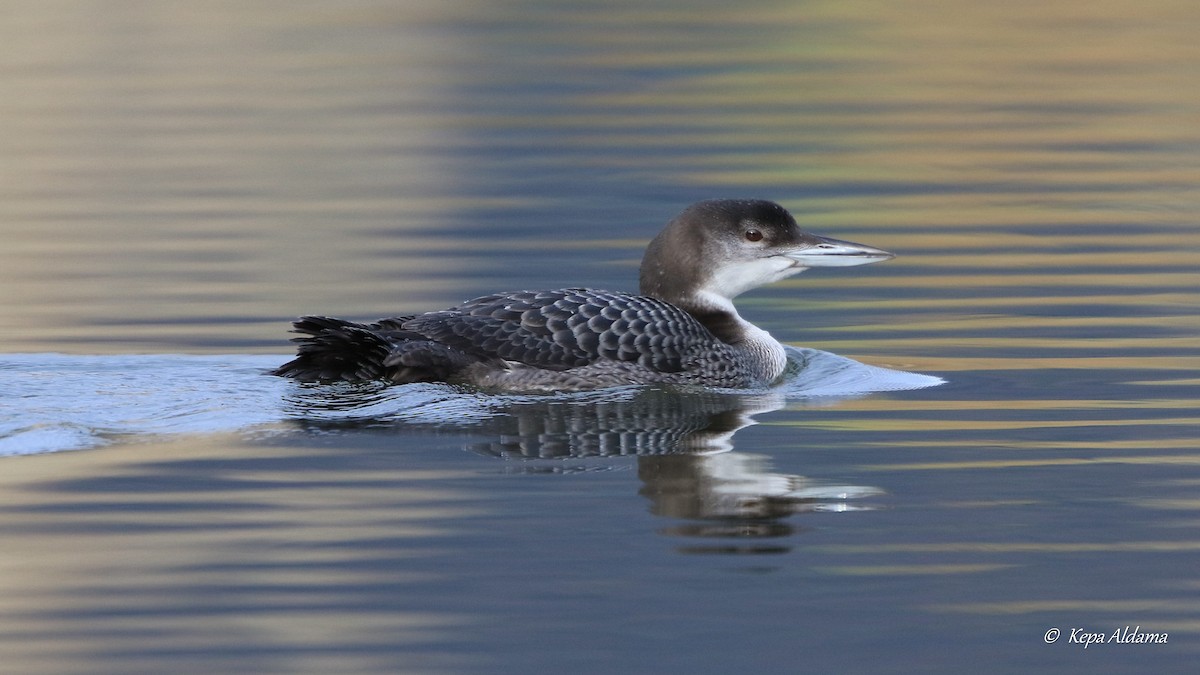 Common Loon - ML612304408