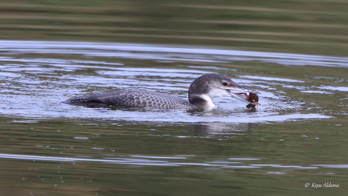 Common Loon - ML612304420