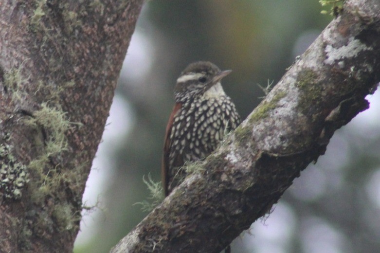 Pearled Treerunner - David Weaver