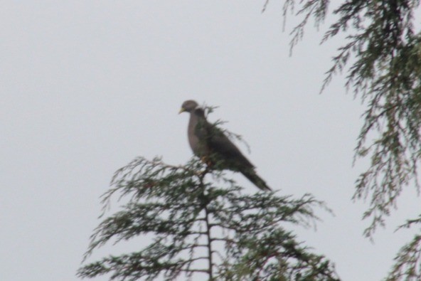 Band-tailed Pigeon - David Weaver