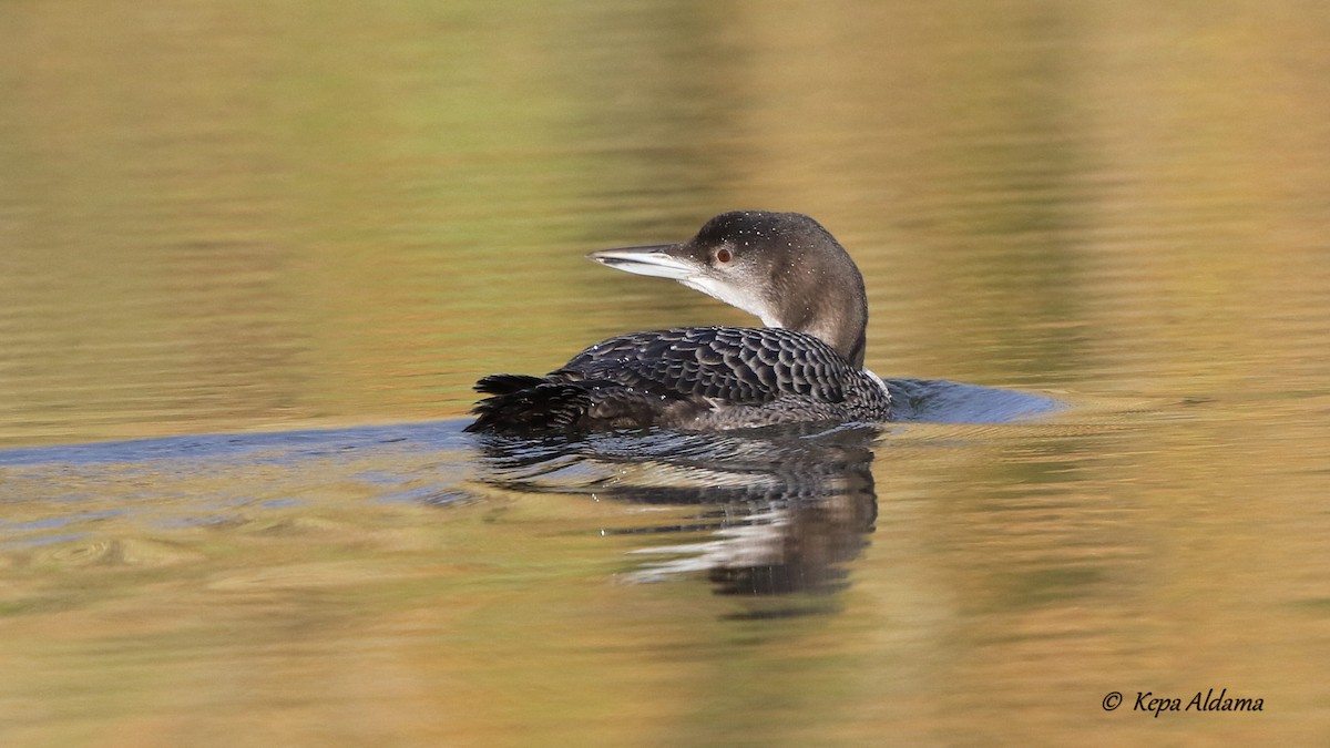 Common Loon - ML612304447
